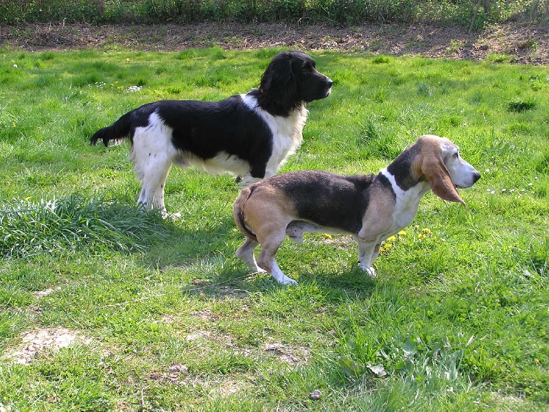 PENSION CHIENS